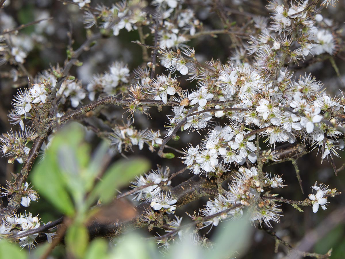 Prunus spinosa